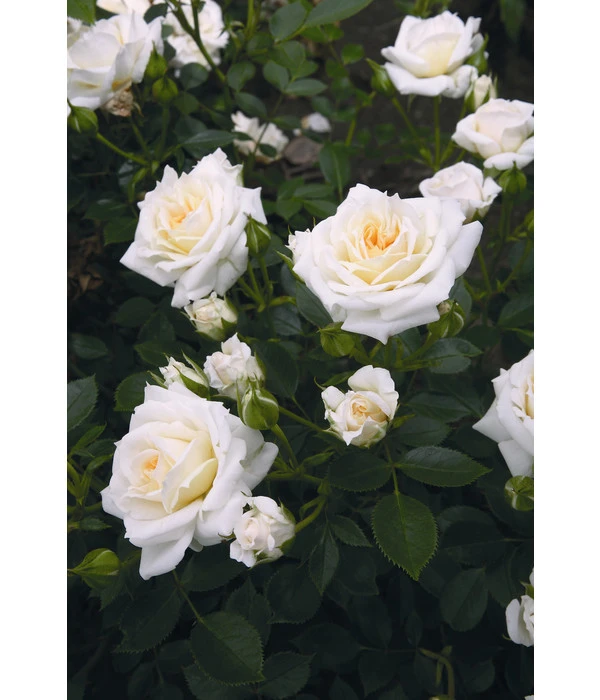 Zwergrose 'Honeymilk®' 2 Zwergrose 'Honeymilk®' – Bild 2