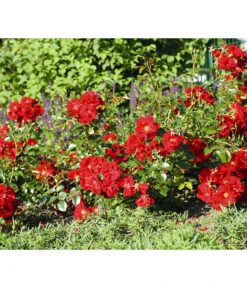 Rose 'Matador®', Stämmchen -Blumen Geschaft 7803067 WE DE 003 BodendeckerRoseMatadorTantauRotRet
