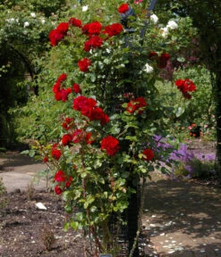 Kletterrose 'Santana®' -Blumen Geschaft 7803216 WE MO 003 KletterroseSantanaTantauRot