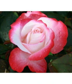 Rosen-Set Dufterlebnis Pastell, 2-teilig -Blumen Geschaft 7803513 WE DE 002 NostalgieEdelroseTantauCremeweissKirschRet