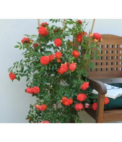 Zwerg-Kletterrose 'Starlet® Carmen®' -Blumen Geschaft 7803885 PR MO 002 StarletRoseCarmenTantau