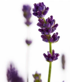 Duft-Lavendel 'Felice', 4er-Set -Blumen Geschaft 7805773 WE DE 001 Lavendel