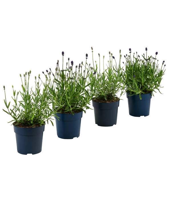 Lavendel-Set Lavendel-Vielfalt, 4-teilig 1 Lavendel-Set Lavendel-Vielfalt, 4-teilig