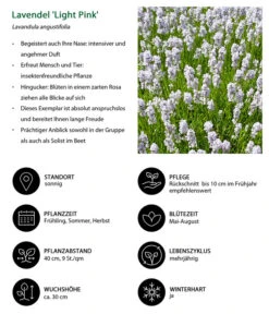 Lavendel-Set Lavendel-Vielfalt, 4-teilig 12 Lavendel-Set Lavendel-Vielfalt, 4-teilig -Blumen Geschaft 7805781 WE IG 001 LavendelLightPinkAngustifoliaLightPinkLuckner