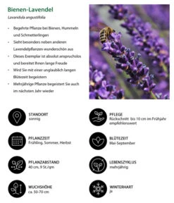 Dehners Bienen-Lavendel, 4er-Set -Blumen Geschaft 7805799 WE IG 001 BienenLavendel 1