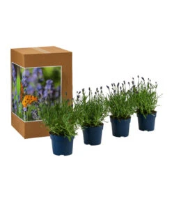 Neue Produkte -Blumen Geschaft 7805807 WE FS 002 LavendelpaketLavandulaSchmetterlingslavendel4PflanzenT12