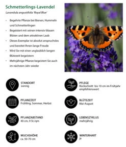 Lavendel-Set Lavendel-Vielfalt, 4-teilig 13 Lavendel-Set Lavendel-Vielfalt, 4-teilig -Blumen Geschaft 7805807 WE IG 001 SchmetterlingsLavendel 1