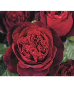 Rosen-Set Duftrosentraum, 3-teilig -Blumen Geschaft 7826894 PR DE 002 RoseAdmiralTantau