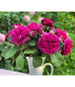 Nostalgie-Edelrose 'Deep Secret' -Blumen Geschaft 7826902 WE MO 001 RosaRoseDeepSecret6LRosenTantau