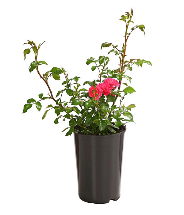 Bodendeckerrose 'Lovely Fairy®' 2 Bodendeckerrose 'Lovely Fairy®' – Bild 2