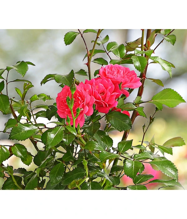 Bodendeckerrose 'Lovely Fairy®' 1 Bodendeckerrose 'Lovely Fairy®'