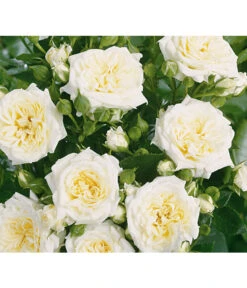 Zwergrose 'Honeymilk®'