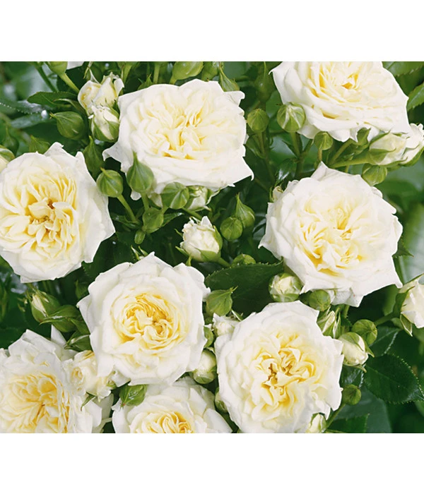 Zwergrose 'Honeymilk®' 1 Zwergrose 'Honeymilk®'