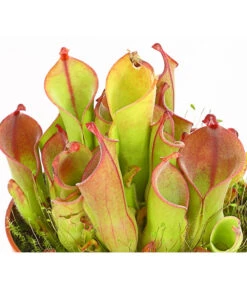 Sumpfkrug - Heliamphora -Blumen Geschaft 7976046 WE DE 001 SumpfkrugHeliamphoraHeterodoxaXMinorT9DehnerExpressHerzig