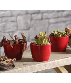 Sumpfkrug - Heliamphora -Blumen Geschaft 7976046 WE MO 001 SumpfkrugHeliamphoraHeterodoxaXMinorT9DehnerExpressHerzig