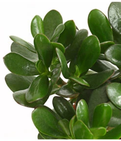 Geldbaum - Crassula Ovata -Blumen Geschaft 7976277 WE DE 001 GeldbaumCrassulaPortulaceaT12DehnerExpressHerzig
