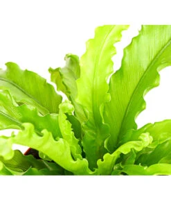 Farn-Set, Verschiedene Sorten, 3-teilig 11 Farn-Set, Verschiedene Sorten, 3-teilig -Blumen Geschaft 7978083 PR DE 001 Farn3erSetT12DehnerExpressHerzig