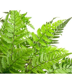 Farn-Set, Verschiedene Sorten, 3-teilig 12 Farn-Set, Verschiedene Sorten, 3-teilig -Blumen Geschaft 7978083 PR DE 002 Farn3erSetT12DehnerExpressHerzig