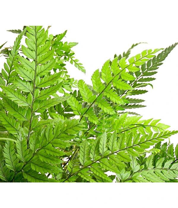 Farn-Set, Verschiedene Sorten, 3-teilig 6 Farn-Set, Verschiedene Sorten, 3-teilig – Bild 6