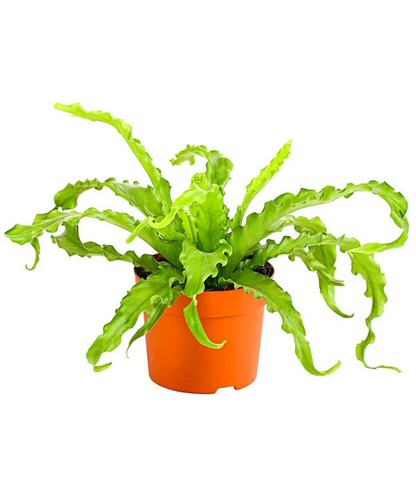 Farn-Set, Verschiedene Sorten, 3-teilig 3 Farn-Set, Verschiedene Sorten, 3-teilig – Bild 3