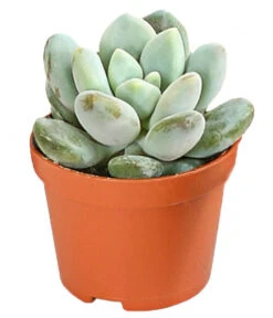 Echeverien-Set - Echeveria, Verschiedene Sorten -Blumen Geschaft 7978117 PR FS 006 EcheverieSukkulenten6erSetT6DehnerExpressHerzig