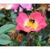 Bodendeckerrose 'Bienenweide® Bicolor'