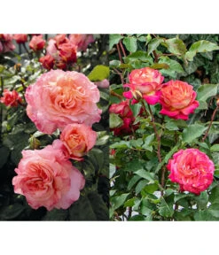 Rosen-Set Dufterlebnis Pastell, 2-teilig