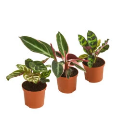 Korbmaranten-Set - Calathea, 3-teilig
