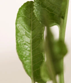 Meerrettich -Blumen Geschaft 8001000 WE DE 003 Meerrettich DehnerExpressZS