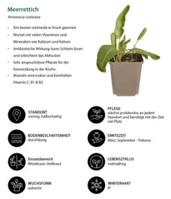 Meerrettich -Blumen Geschaft 8001000 WE IG 001 Meerrettich