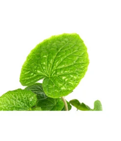 Wasabi -Blumen Geschaft 8001513 WE DE 001 WasabiT9