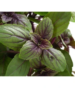 Dehner Gourmet Garten Strauchbasilikum 'Magic Blue' -Blumen Geschaft 8001869 WE DE 001 GourmetGartenBasilikumMagicBlue