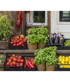 Tomate 'Garance' -Blumen Geschaft 8002578 WE MO 001 BellaItaliaTomatePaprikaBasilikum2021GC04