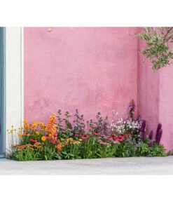 Lupine 'West Country', Verschiedene Farben -Blumen Geschaft 8003071 WE MO 001 AchilleaT19 NaturGarten