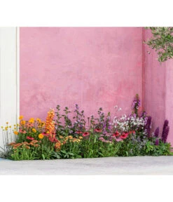 Zwergzinnie, Verschiedene Sorten 11 Zwergzinnie, Verschiedene Sorten -Blumen Geschaft 8003071 WE MO 001 AchilleaT19 NaturGarten Sommerstory 2023 04