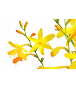 Montbretie, Verschiedene Farben -Blumen Geschaft 8010431 PR DE 001 CrocosimaMontbretieGelbDehnerExpressHerzig