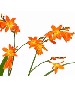 Montbretie, Verschiedene Farben -Blumen Geschaft 8010431 PR DE 001 CrocosmiaHybrideMontbretieT19DehnerExpressHerzig