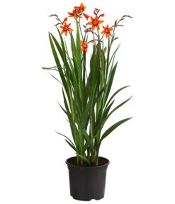 Montbretie, Verschiedene Farben