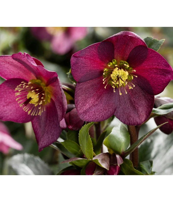 Schneerose 'Ice N' Roses® Red' - Helleborus Gold Collection® 1 Schneerose 'Ice N' Roses® Red' - Helleborus Gold Collection®