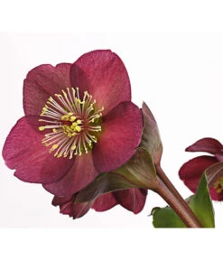 Schneerose 'Ice N' Roses® Red' - Helleborus Gold Collection® 9 Schneerose 'Ice N' Roses® Red' - Helleborus Gold Collection® -Blumen Geschaft 8010969 WE DE 001 HelleborusWeinrotDehnerExpressHerzig