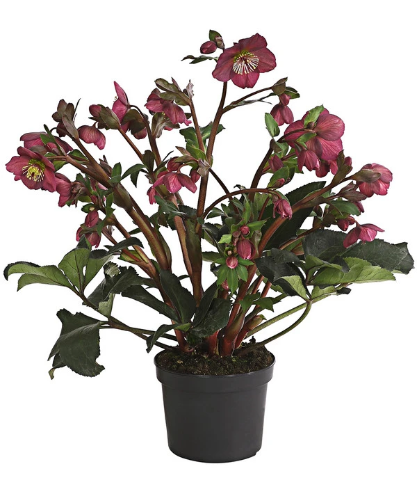 Schneerose 'Ice N' Roses® Red' - Helleborus Gold Collection® 2 Schneerose 'Ice N' Roses® Red' - Helleborus Gold Collection® – Bild 2