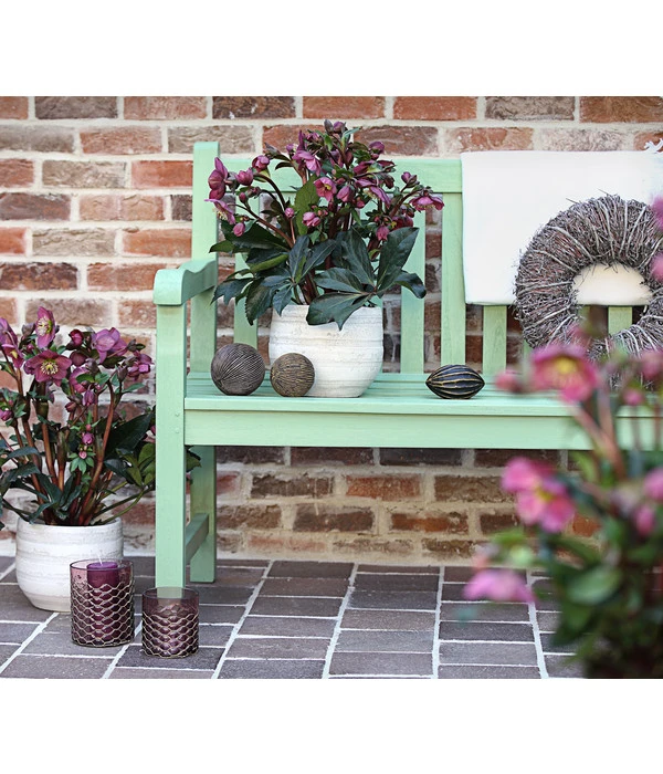 Schneerose 'Ice N' Roses® Red' - Helleborus Gold Collection® 3 Schneerose 'Ice N' Roses® Red' - Helleborus Gold Collection® – Bild 3