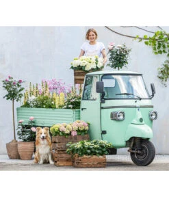 Hortensie - Hydrangea Macrophylla -Blumen Geschaft 8011413 WE MO 001 DelphiniumRomantikGarten