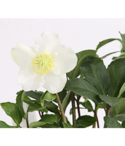 Christrose In Korb -Blumen Geschaft 8014870 WE DE 004 HelleborusNigerT12ChristroseDehnerExpressHerzig