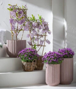 Schopf-Lavendel -Blumen Geschaft 8017014 7544026 WE MO 001 WisteriaBlauLavendel