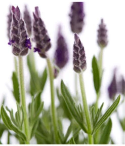 Schopf-Lavendel -Blumen Geschaft 8017014 WE DE 001 LavendelSchopflavendelLavandulaStoechasT13DehnerExpressZS