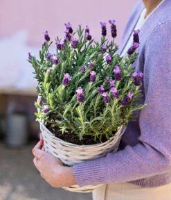 Schopf-Lavendel -Blumen Geschaft 8017014 WE MO 001 LavendelKorb