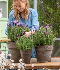 Schopf-Lavendel -Blumen Geschaft 8017014 WE MO 001 SchopfLavendelStoechas