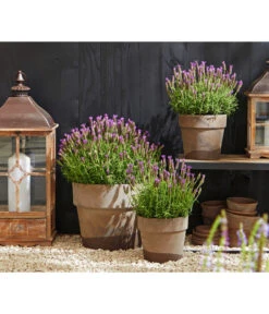 Schopf-Lavendel -Blumen Geschaft 8017014 WE MO 001 Schopflavendel