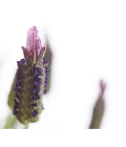 Schopf-Lavendel -Blumen Geschaft 8017089 PR DE 001 LavendelStoechasLavandulaStoechasT18DehnerExpressHerzig